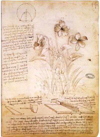 Geometrische Figuren und botanische Zeichnung von Leonardo da Vinci